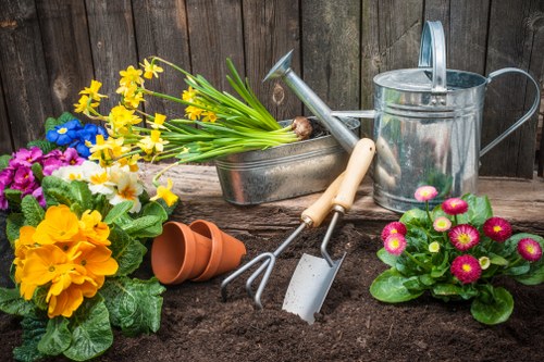Clean-up after tree removal service